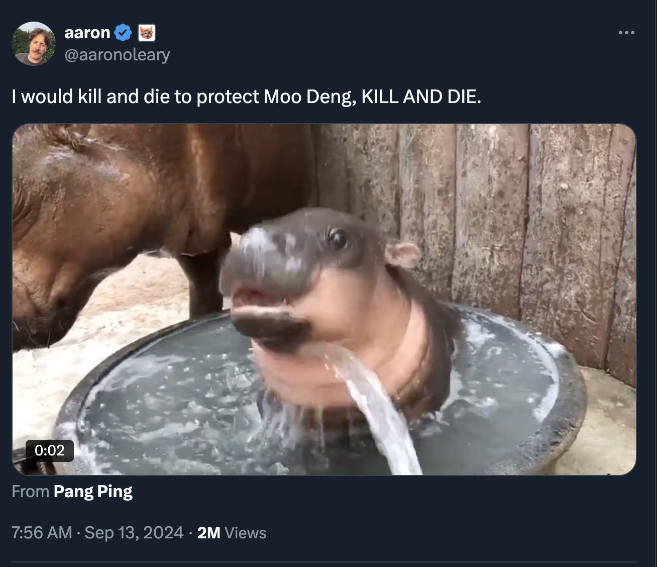 moo deng memes - hippopotamus - aaron I would kill and die to protect Moo Deng, Kill And Die. From Pang Ping 2M Views